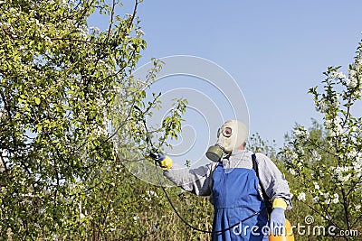 Caring for fruit trees, gardening. Gardener sprinkles trees. Stock Photo