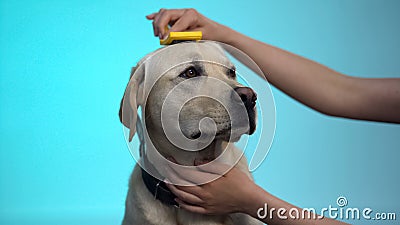 Caring owner combing labrador dog fur, grooming equipment cleaning slicker brush Stock Photo