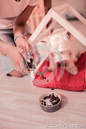 Caring owner putting some food into little bowl Stock Photo