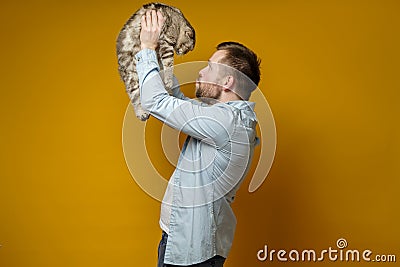Caring owner raised his excited cat Scottish Fold above head and talks to her, trying to calm him down. Concept of love Stock Photo