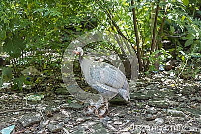 Caring silver mother guinea fowl hen takes care of her newborn day one chicks Stock Photo