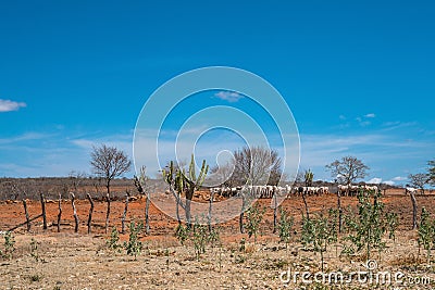 Cariri, ParaÃ­ba, Brazil - February, 2018: Landscape of nature background with cows and oxen feeding, eating in a dry land with Ma Stock Photo