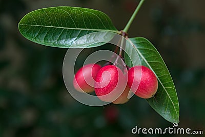 Carissa carandas fruit Stock Photo