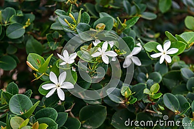 Carissa Grandiflora, boxwood beauty blossom, white flowers with strong scent in tropical garden Stock Photo