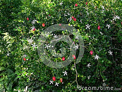 Carissa macrocarpa bush Stock Photo