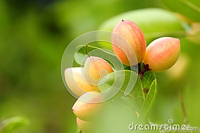 Carissa's pink fruit (Carissa carandas) Stock Photo