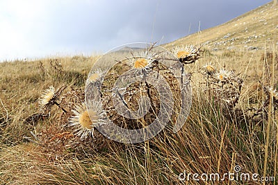 Carlina Acaulis cardus Stock Photo