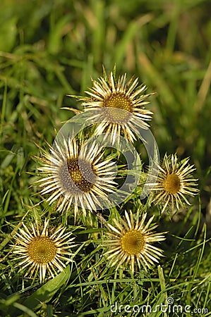 Carline Thistle Stock Photo