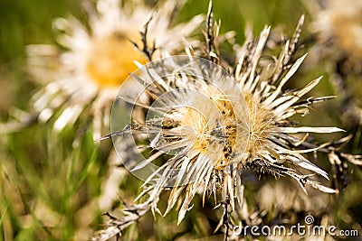 Carline thistle in april Stock Photo