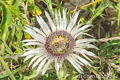 Carline thistle, Carlina vulgaris Stock Photo