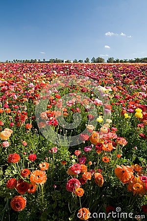 Carlsbad Flower Fields Stock Photo