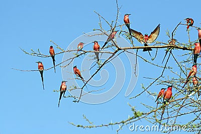 Carmen beeeater Stock Photo