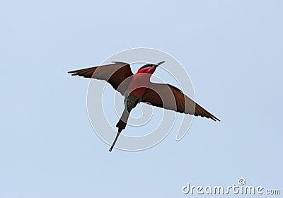 Carmine Bee-eater Stock Photo