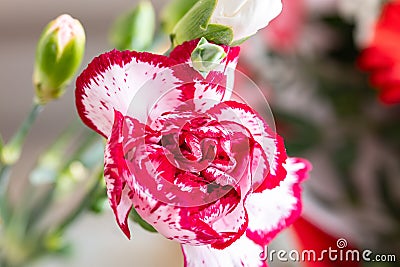 Carnation clove pink flower (Dianthus caryophyllus), detail on petals Stock Photo