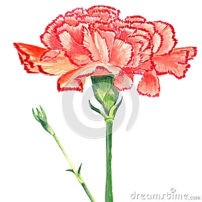 Carnation Clove red Watercolor. Isolated flower and burgeon on white background. Stock Photo