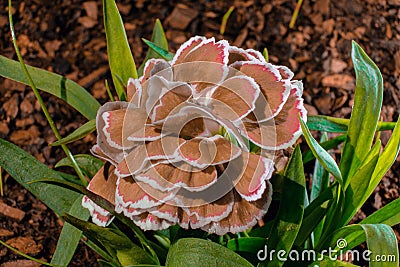 Carnation curative unusual color, strange garden flower rare color a Stock Photo