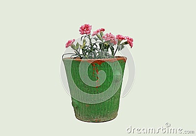 Carnation Dianthus caryophyllus nuanced in pink, sown in an old green clay pot, isolated on a white background Stock Photo