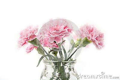 Carnation flover in the vase on a white background. Dianthus caryophyllus Stock Photo