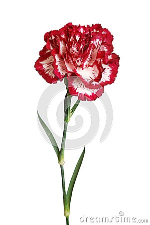 Carnation flower closeup isolated Stock Photo