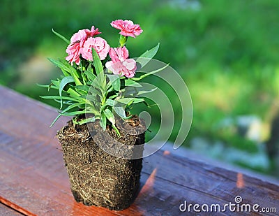 The carnation flower with naked roots taken out from a pot Stock Photo