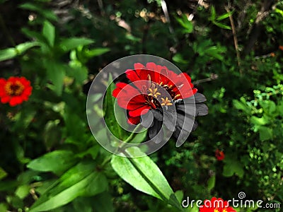 Tree of flowers with different colors in the same flower. Stock Photo