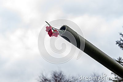 Carnation flowers are inserted into the barrel of an artillery cannon as a symbol of peace, during the celebration of Victory Day Stock Photo