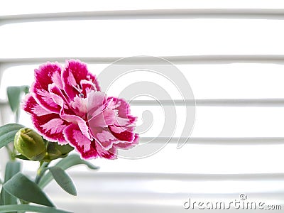 Carnation in front of horizontal window lines Stock Photo