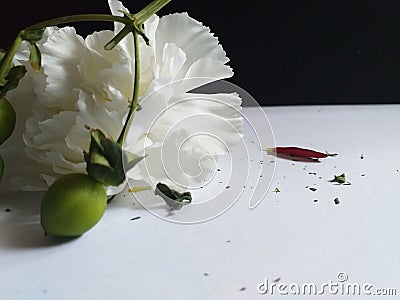 Carnation with scattered petals and bits of Berries Stock Photo