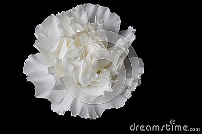 Carnation set on a black back ground in Soft white Stock Photo