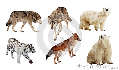 Carnivora mammals. Isolated over white Stock Photo