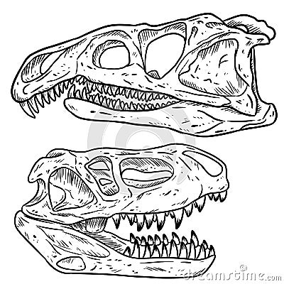 Carnivore dinosars skulls line hand drawn sketch image set. Archosaurus rossicus and Prestosuchus chiniquensi carnivorous dinosaur Vector Illustration