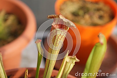 Carnivore plant Stock Photo