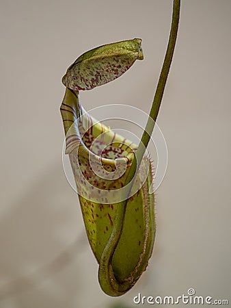 carnivore plant Nepenthes Stock Photo