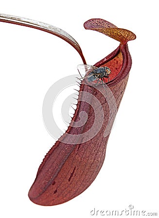 Carnivore plant Nepenthes Stock Photo