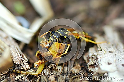 A Carnivore Wasp Munches on Remains of a Grasshopper Stock Photo