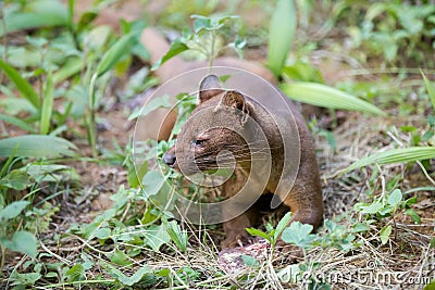 Carnivorous mammal Fossa Cryptoprocta ferox Stock Photo