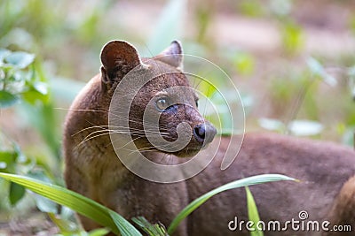 Carnivorous mammal Fossa Cryptoprocta ferox Stock Photo