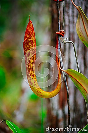 Carnivorous pitcher plant. Nepenthe`s albomarginata in the rain forest at Bako National Park. Sarawak. Borneo. Malaysia Stock Photo