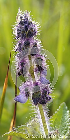 Carnivorous plant -Drosera spp. wich traps insects and digest them for their minaral needs. Stock Photo