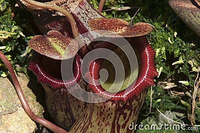 Top and hood pf a hanging pitcher plant pod Stock Photo