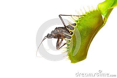 Carnivorous plant with insect Stock Photo