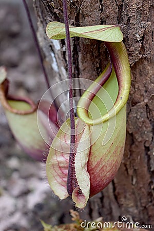 Carnivorous plants - Beautiful Close up Green N. viging Stock Photo