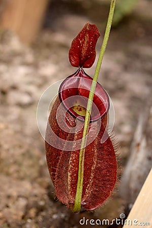 Carnivorous plants - Beautiful Close up red N. sumatrana Stock Photo