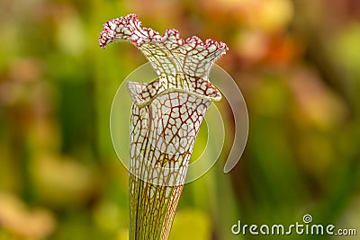 Colourful trap of Sarracenia, carnivorous plant Stock Photo