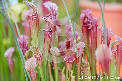 Carnivorous plants leaves background, Sarracenia flava Stock Photo