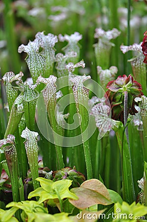 Carnivorous Plants Stock Photo