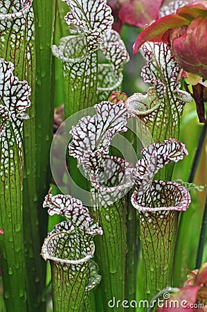 Carnivorous Plants Stock Photo