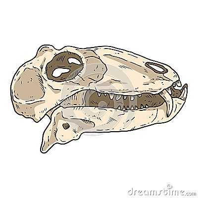 Carnivorous small Dinocephalia dinosaur fossilized skull hand drawn image. Carnivore reptile dino fossil illustration drawing. Vector Illustration
