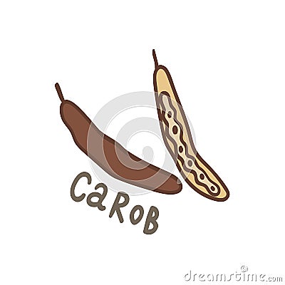 Carob beans superfood. Vector Illustration
