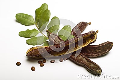 Carob (Ceratonia siliqua) with leaf Stock Photo